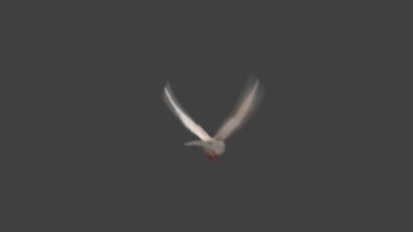 White Pigeon White Pigeon Flying 4 vfx asset stock footage