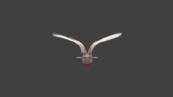 White Pigeon White Pigeon Flying 5 vfx asset stock footage