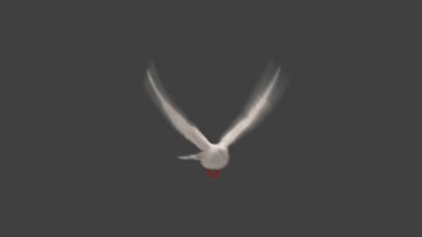 White Pigeon White Pigeon Flying High Angle 2 vfx asset stock footage