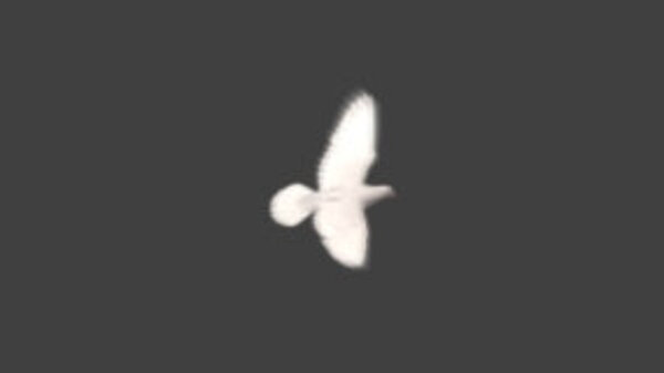 White Pigeon White Pigeon Flying High Angle 3 vfx asset stock footage