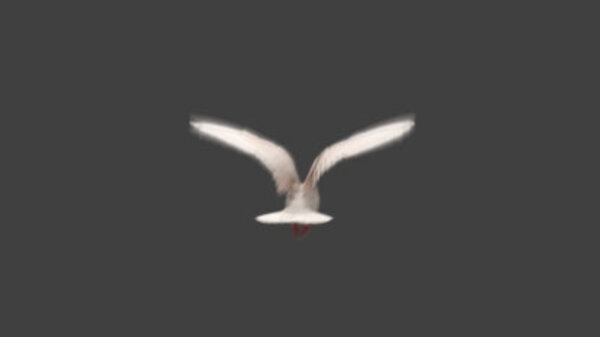 White Pigeon White Pigeon Flying High Angle 4 vfx asset stock footage