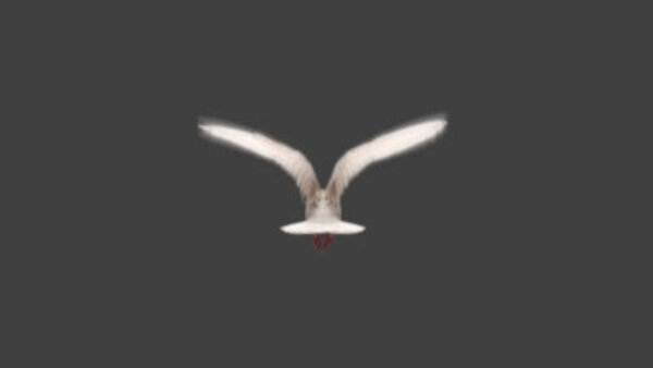 White Pigeon White Pigeon Flying High Angle 5 vfx asset stock footage