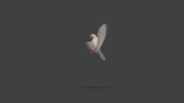 White Pigeon White Pigeon Landing Wide 1 vfx asset stock footage