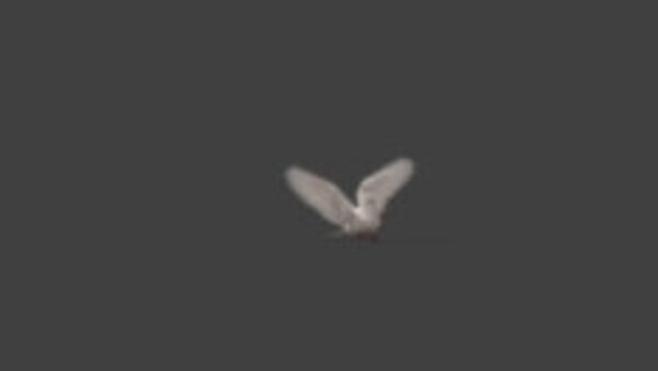 White Pigeon White Pigeon Landing Wide 2 vfx asset stock footage