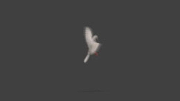 White Pigeon White Pigeon Landing Wide 3 vfx asset stock footage