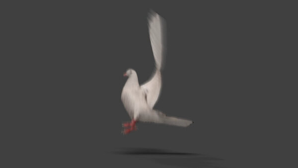 White Pigeon White Pigeon Landing 1 vfx asset stock footage