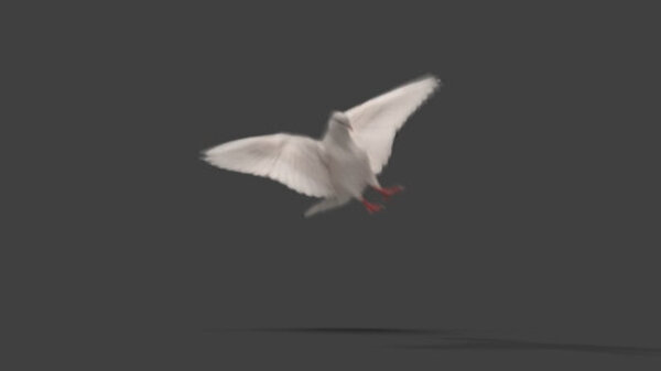 White Pigeon White Pigeon Landing 2 vfx asset stock footage