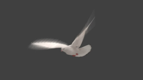 White Pigeon White Pigeon Take Off 1 vfx asset stock footage