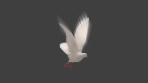 White Pigeon White Pigeon Take Off 2 vfx asset stock footage