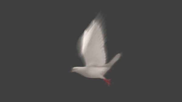 White Pigeon White Pigeon Take Off 3 vfx asset stock footage