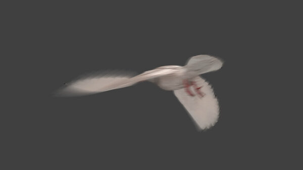 White Pigeon White Pigeon Take Off 4 vfx asset stock footage
