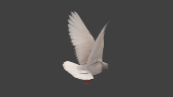 White Pigeon White Pigeon Take Off 5 vfx asset stock footage