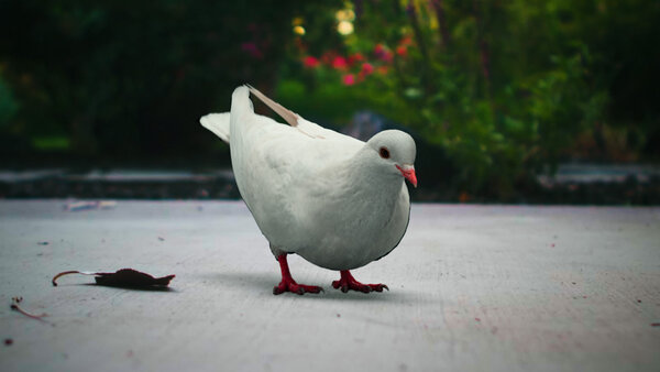 White Pigeon