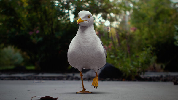Seagull