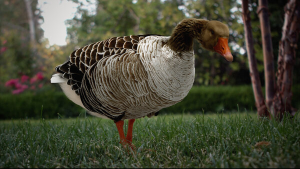 Grey Goose