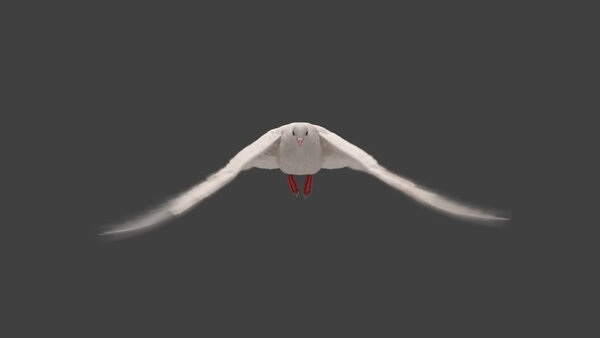 White Pigeon White Pigeon Fly Cycle 1 vfx asset stock footage