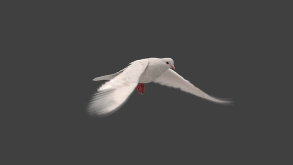 White Pigeon White Pigeon Fly Cycle 2 vfx asset stock footage
