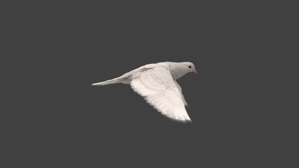 White Pigeon White Pigeon Fly Cycle 3 vfx asset stock footage