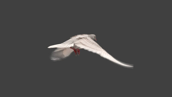 White Pigeon White Pigeon Fly Cycle 4 vfx asset stock footage
