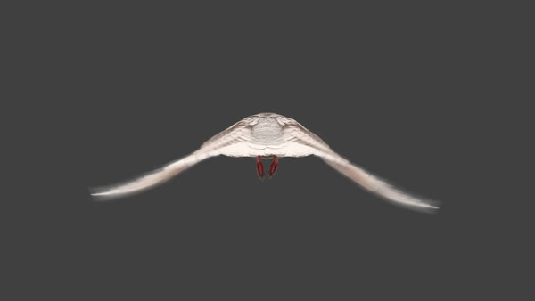 White Pigeon White Pigeon Fly Cycle 5 vfx asset stock footage