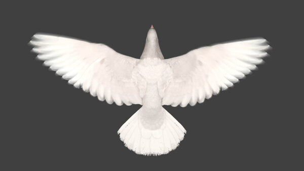 White Pigeon White Pigeon Fly Cycle 6 vfx asset stock footage