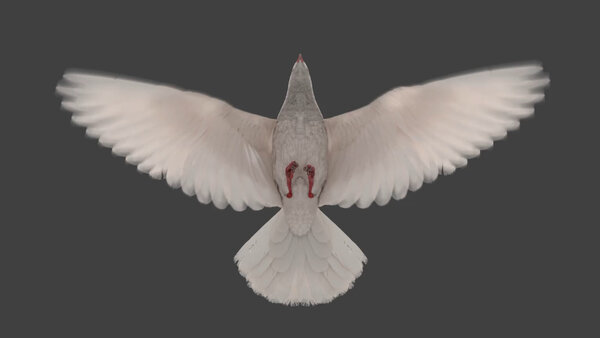 White Pigeon White Pigeon Fly Cycle 7 vfx asset stock footage