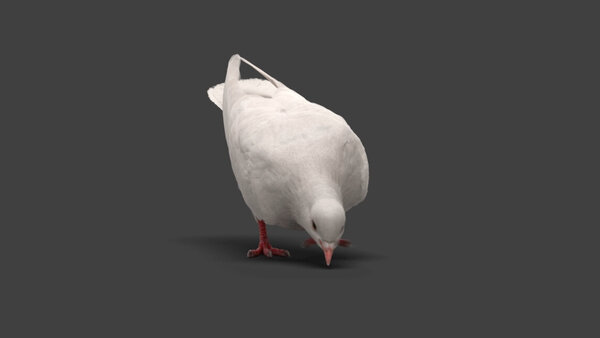White Pigeon White Pigeon Eating 1 vfx asset stock footage
