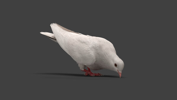 White Pigeon White Pigeon Eating 2 vfx asset stock footage