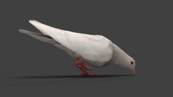 White Pigeon White Pigeon Eating 3 vfx asset stock footage