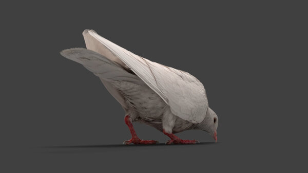 White Pigeon White Pigeon Eating 4 vfx asset stock footage