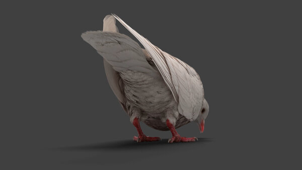 White Pigeon White Pigeon Eating 5 vfx asset stock footage