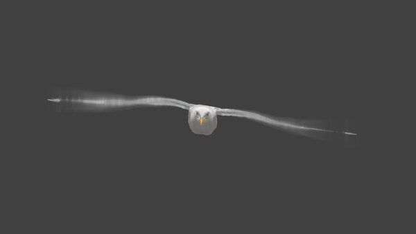 Seagull Seagull Fly Cycle 1 vfx asset stock footage