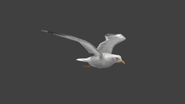 Seagull Seagull Fly Cycle 2 vfx asset stock footage