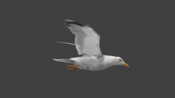 Seagull Seagull Fly Cycle 3 vfx asset stock footage
