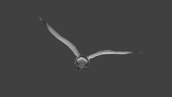Seagull Seagull Fly Cycle 5 vfx asset stock footage