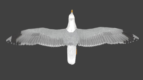 Seagull Seagull Fly Cycle 6 vfx asset stock footage