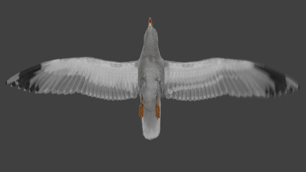 Seagull Seagull Fly Cycle 7 vfx asset stock footage