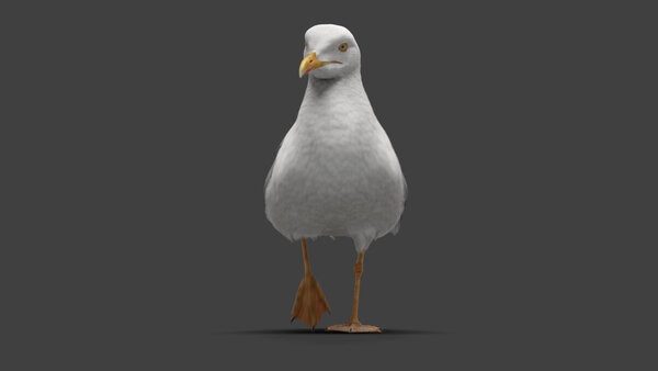 Seagull Seagull Walking 1 vfx asset stock footage
