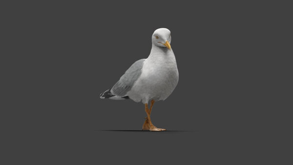 Seagull Seagull Walking 2 vfx asset stock footage