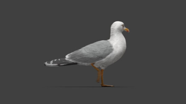 Seagull Seagull Walking 3 vfx asset stock footage