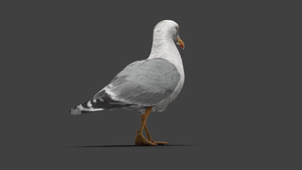 Seagull Seagull Walking 4 vfx asset stock footage