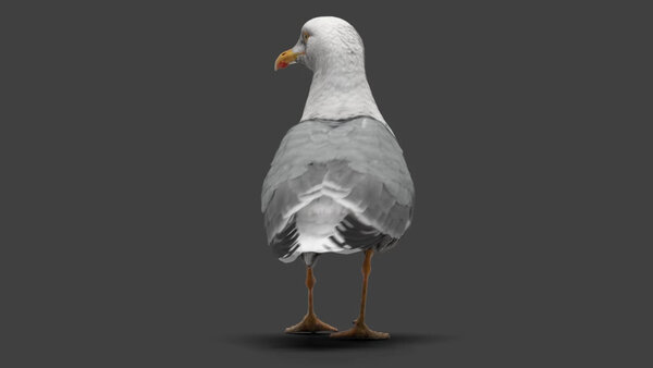 Seagull Seagull Walking 5 vfx asset stock footage