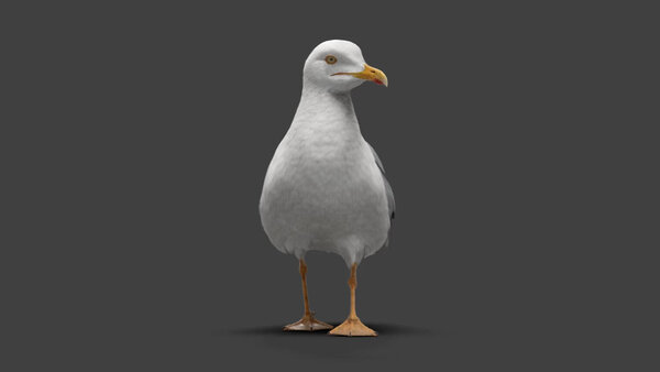 Seagull Seagull Walk Cycle  1 vfx asset stock footage