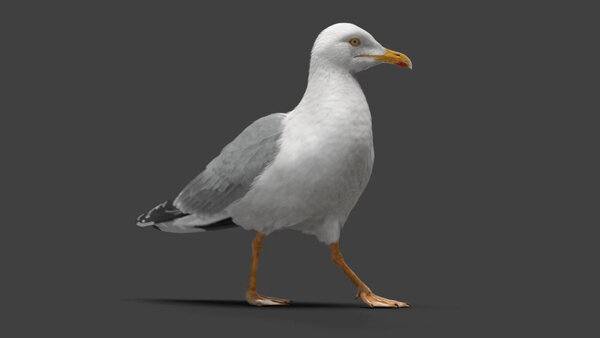Seagull Seagull Walk Cycle  2 vfx asset stock footage
