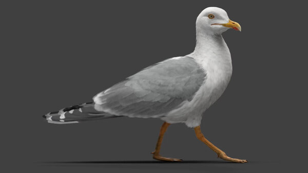 Seagull Seagull Walk Cycle  3 vfx asset stock footage