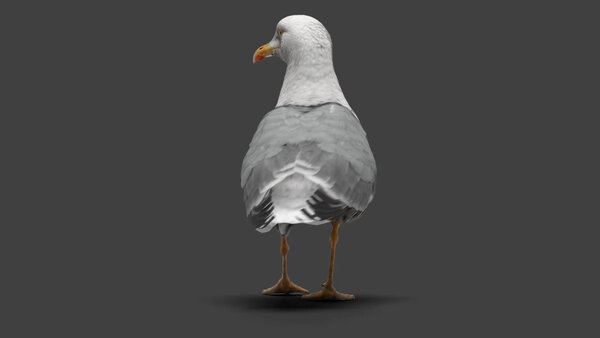 Seagull Seagull Walk Cycle  5 vfx asset stock footage
