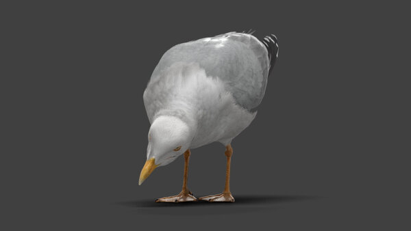 Seagull Seagull Eating 1 vfx asset stock footage
