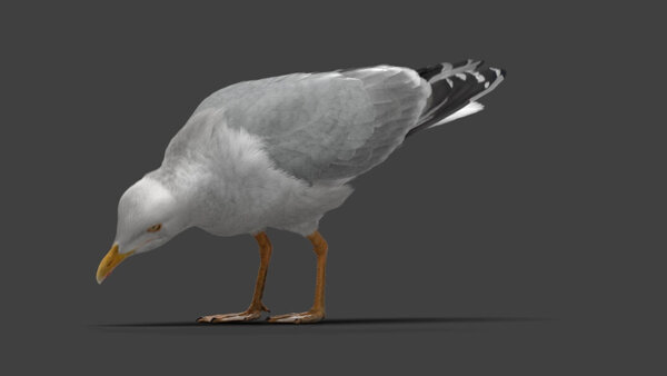 Seagull Seagull Eating 2 vfx asset stock footage