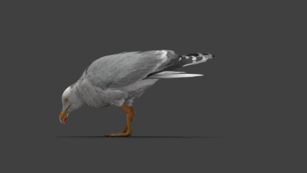 Seagull Seagull Eating 3 vfx asset stock footage