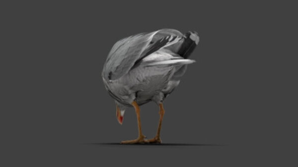 Seagull Seagull Eating 4 vfx asset stock footage